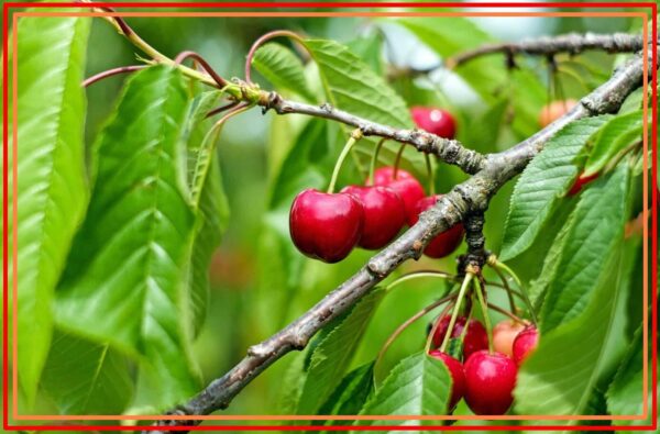 Types Of Cherry Trees, 93+ Different Types of Cherry Trees 