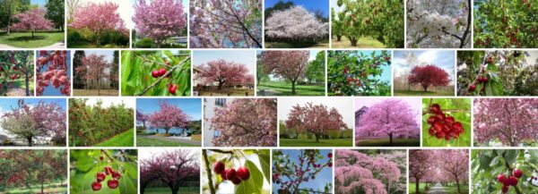 Types Of Cherry Trees, 93+ Different Types of Cherry Trees 