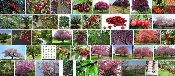 Types Of Cherry Trees, 93+ Different Types of Cherry Trees 