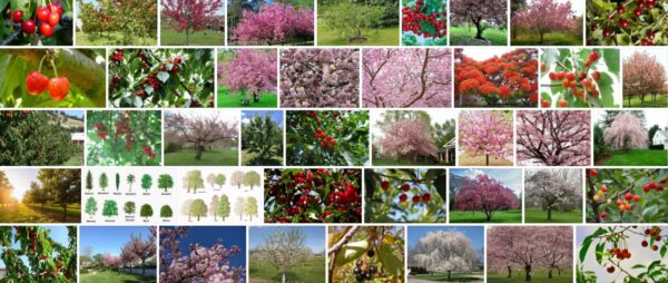 Types Of Cherry Trees, 93+ Different Types of Cherry Trees 