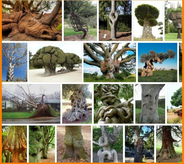 Weird Trees, 108 HD Images & Picture 2021 
