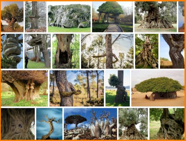 Weird Trees, 108 HD Images & Picture 2021 